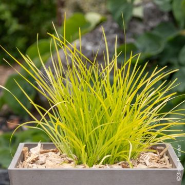 Graminacea Lomandra Miner's Gold
