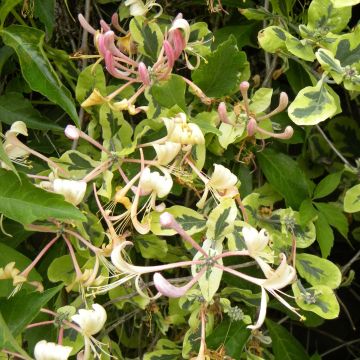 Ch&egrave;vrefeuille panach&eacute; - Lonicera x italica Harlequin Pot de 1,5L/2L