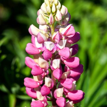 Lupinus La Chatelaine - Lupino rosa