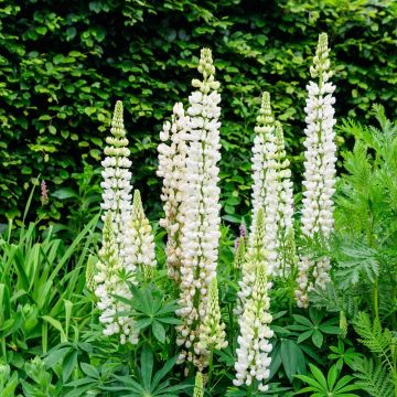 Lupinus La Demoiselle - Lupino bianco
