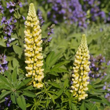 Lupinus Chandelie - Lupino giallo