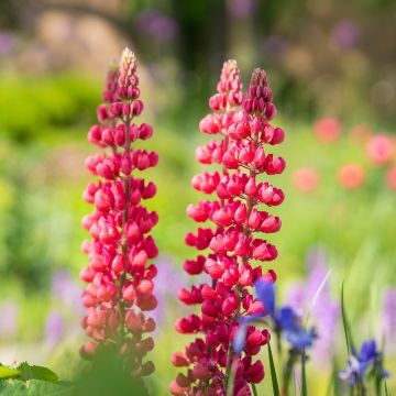 Lupinus Mon Chateau - Lupino rosso