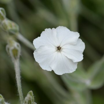 Lychnis coronaria o Cotonaria bianca