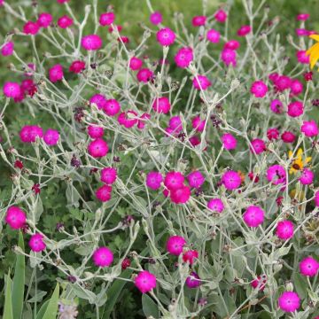 Lychnis coronaria o Cotonaria