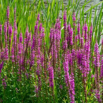 Salcerella comune o Lythrum salicaria