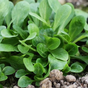 Valeriana Songino Valerianella Locusta Agathe
