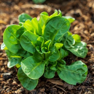 Valeriana Songino Valerianella Locusta Palace
