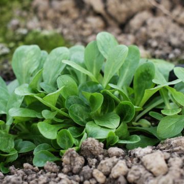 Valeriana Songino Valerianella Locusta degli ortolani