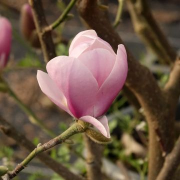 Magnolia Festirose