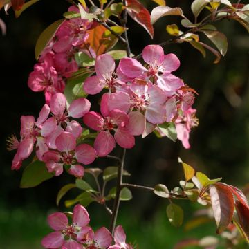 Melo da fiore Coccinella