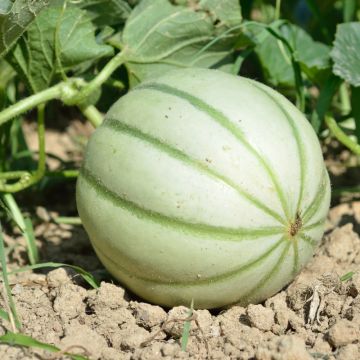 Melone Savor HF1 Melone Savor HF1