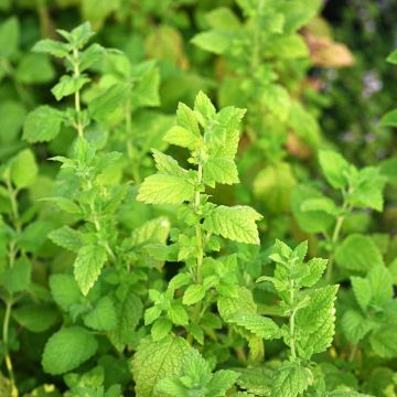 Menta Fragola Strawberry Mint