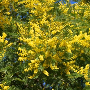 Mimosa d'inverno Le Gaulois, Acacia dealbata