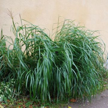 Graminacea Miscanthus Giganteus