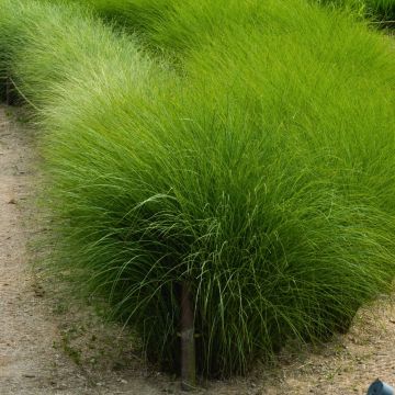Graminacea Miscanthus Gracillimus