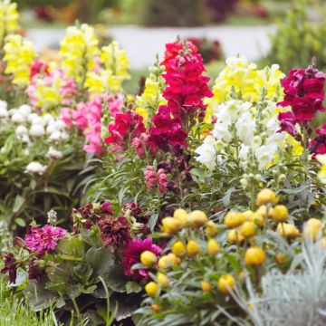 Bocca di leone in mix