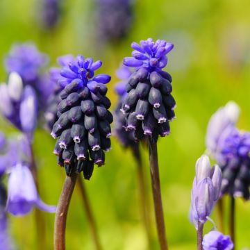 Muscari neglectum