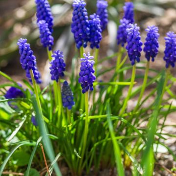 Muscari dell'Armenia