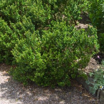 Mirto o Myrtus communis Tarentina - Mirto comune