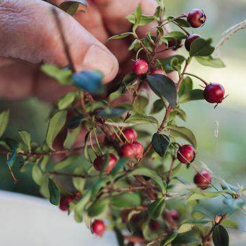 Myrtus ugni o Ugni molinae Elite