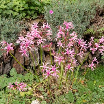 Nerine Bowdenii