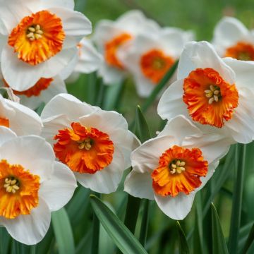 Narciso Professor Einstein