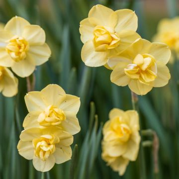 Narciso Yellow Cheerfulness