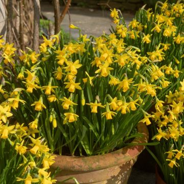 Narcisi di Rocciato Tête à Tête