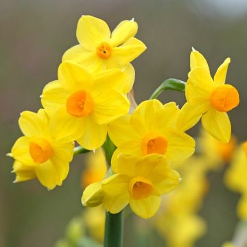 Narciso Grand Soleil d'Or