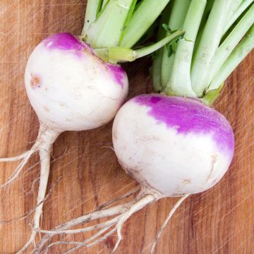Rapa di Milano a colletto viola extra precoce BIO