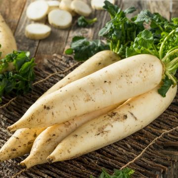 Rapa bianca dura d'inverno
