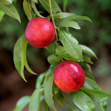 Nettarina Nectared 4