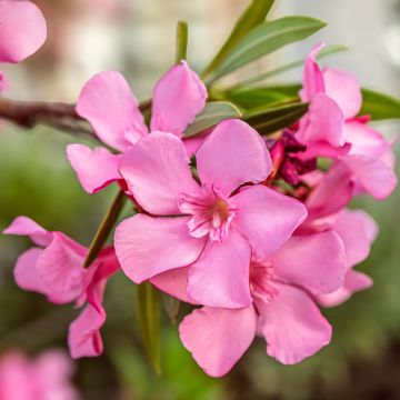 Oleandro o Nerium oleander Margarita