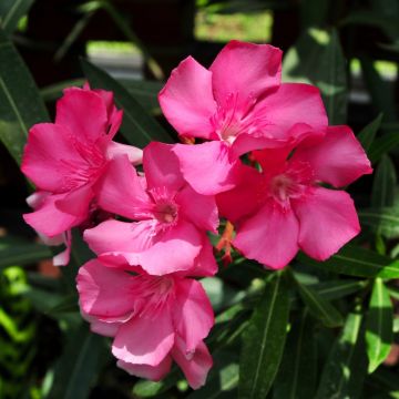 Oleandro o Nerium oleander Maurin des Maures