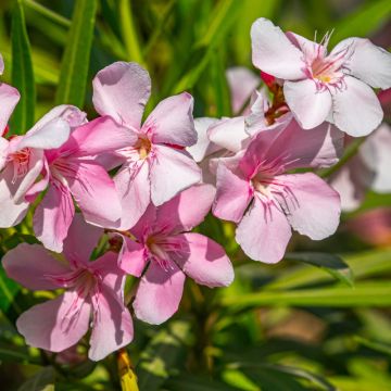 Oleandro o Nerium oleander Sealy Pink