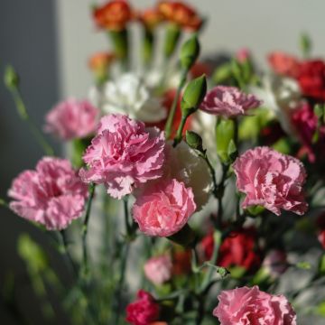 Garafano chabaud gigante in mix