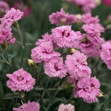 Garofano nano POP STAR ® o Dianthus Hybridus Garofano nano POP STAR ® o Dianthus Hybridus