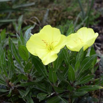 Oenothera Missouriensis