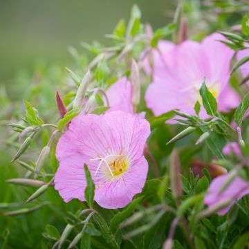 Oenothera speciosa rosa