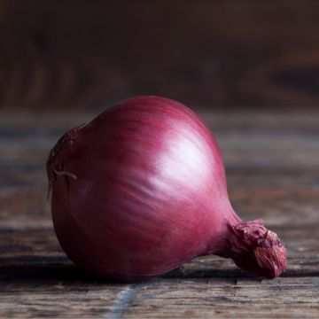 Cipolla Rossa Baron