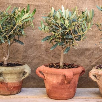 Olivo ¼ tige o Olea europaea
