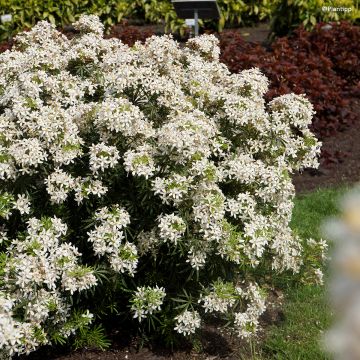 Choisya Ternata o Arancio del Messico White Dazzler