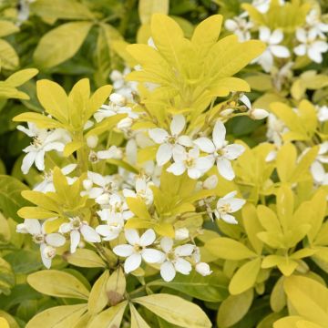 Choisya Ternata Arancio del Messico