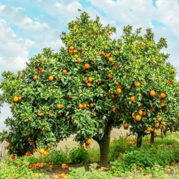 Arancio o Citrus sinensis