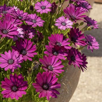 Osteospermum DALINA Bright Purple