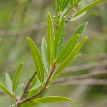 Ilatro sottile o Phillyrea angustifolia Green Up