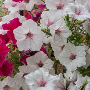 Pétunia SUPERTUNIA Vista Silverberry