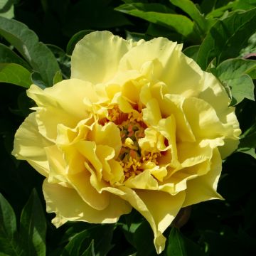 Peonia ibrida intersezionale o Paeonia X Itoh Bartzella