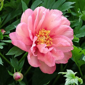 Peonia ibrida intersezionale o Paeonia X Itoh Hillary