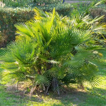 Palma Chamaerops humilis ‘Compacta’ o Palma nana mediterranea compatta